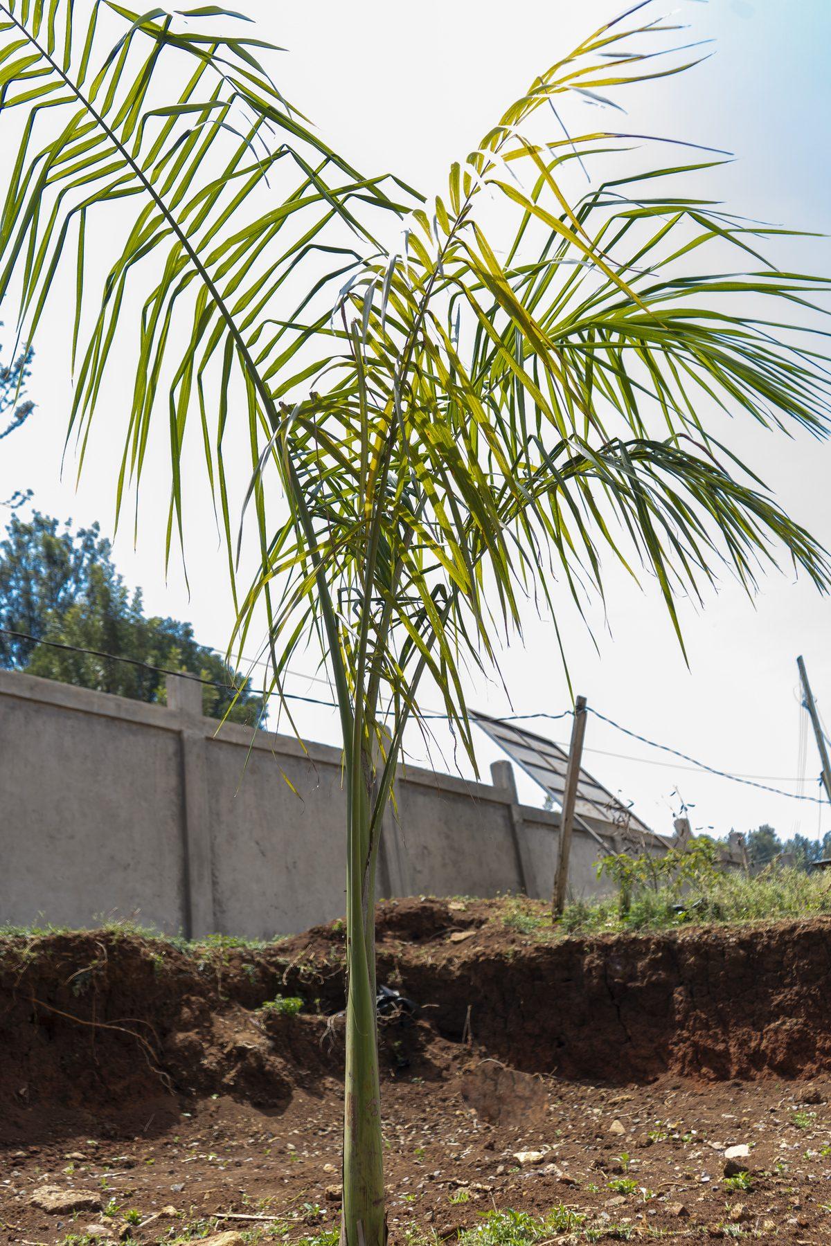 Newly planted palm tree on the grounds